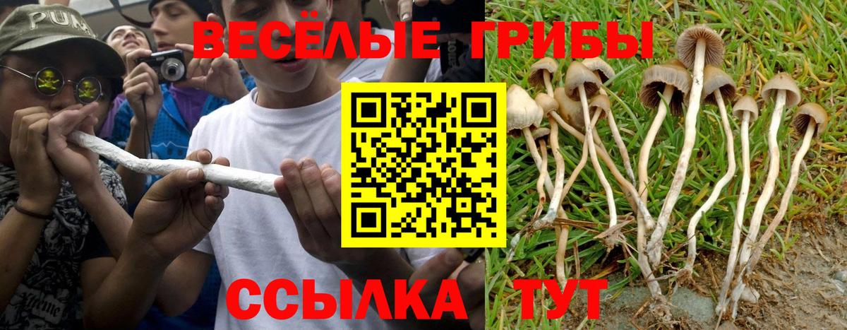 Галлюциногенные грибы Psilocybine cubensis Вышний Волочёк